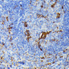 Immunohistochemistry of paraffin-embedded Mouse spleen using TIAL1 Polyclonal Antibody at dilution of  1:100 (40x lens).
