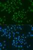 Immunofluorescence analysis of U2OS cells using CIRBP Polyclonal Antibody at dilution of  1:100. Blue: DAPI for nuclear staining.