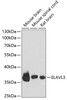 Western blot analysis of extracts of various cell lines using ELAVL3 Polyclonal Antibody at dilution of 1:1000.