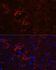 Immunofluorescence analysis of Mouse brain using ELAVL3 Polyclonal Antibody at dilution of  1:100 (40x lens). Blue: DAPI for nuclear staining.