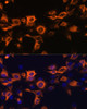 Immunofluorescence analysis of C6 cells using CSF2 Polyclonal Antibody at dilution of  1:100. Blue: DAPI for nuclear staining.