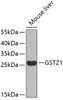 Western blot analysis of extracts of Mouse liver using GSTZ1 Polyclonal Antibody.