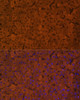 Immunofluorescence analysis of Rat liver using UGT1A1 Polyclonal Antibody at dilution of  1:100. Blue: DAPI for nuclear staining.