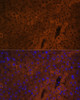 Immunofluorescence analysis of Mouse liver using UGT1A1 Polyclonal Antibody at dilution of  1:100. Blue: DAPI for nuclear staining.