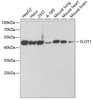 Western blot analysis of extracts of various cell lines using FLOT1 Polyclonal Antibody at dilution of 1:1000.