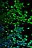 Immunofluorescence analysis of U2OS cells using FLOT1 Polyclonal Antibody