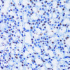 Immunohistochemistry of paraffin-embedded Rat pancreas using CBX8 Polyclonal Antibody at dilution of  1:100 (40x lens).