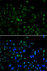 Immunofluorescence analysis of U2OS cells using CBX8 Polyclonal Antibody