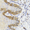 Immunohistochemistry of paraffin-embedded Human trachea using ESD Polyclonal Antibody at dilution of  1:100 (40x lens).