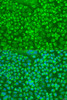 Immunofluorescence analysis of U2OS cells using GZMA Polyclonal Antibody at dilution of  1:100. Blue: DAPI for nuclear staining.