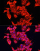 Immunofluorescence analysis of HeLa cells using AOC1 Polyclonal Antibody at dilution of  1:100 (40x lens). Blue: DAPI for nuclear staining.
