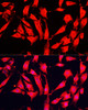 Immunofluorescence analysis of NIH-3T3 cells using AOC1 Polyclonal Antibody at dilution of  1:100 (40x lens). Blue: DAPI for nuclear staining.