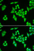 Immunofluorescence analysis of HeLa cells using ADSL Polyclonal Antibody