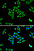 Immunofluorescence analysis of U2OS cells using PC Polyclonal Antibody