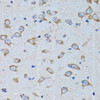 Immunohistochemistry of paraffin-embedded Rat brain using RARS Polyclonal Antibody at dilution of  1:100 (40x lens).