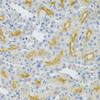 Immunohistochemistry of paraffin-embedded Rat kidney using UBE2B Polyclonal Antibody at dilution of  1:100 (40x lens).