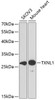 Western blot analysis of extracts of various cell lines using TXNL1 Polyclonal Antibody at dilution of 1:1000.