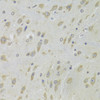 Immunohistochemistry of paraffin-embedded Mouse brain using DHRS9 Polyclonal Antibody at dilution of  1:100 (40x lens).