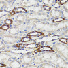 Immunohistochemistry of paraffin-embedded Rat kidney using BCAP29 Polyclonal Antibody at dilution of  1:100 (40x lens).