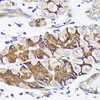 Immunohistochemistry of paraffin-embedded Human stomach using BCAP29 Polyclonal Antibody at dilution of  1:100 (40x lens).