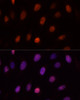 Immunofluorescence analysis of U-2OS cells using PCGF1 Polyclonal Antibody at dilution of  1:100. Blue: DAPI for nuclear staining.