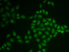 Immunofluorescence analysis of U2OS cells using BTG1 Polyclonal Antibody