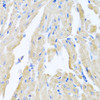 Immunohistochemistry of paraffin-embedded Mouse heart using MLN Polyclonal Antibody at dilution of  1:100 (40x lens).