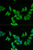 Immunofluorescence analysis of U2OS cells using MLN Polyclonal Antibody