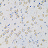 Immunohistochemistry of paraffin-embedded Mouse brain using MSRA Polyclonal Antibody at dilution of  1:100 (40x lens).