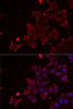 Immunofluorescence analysis of MCF7 cells using MSRA Polyclonal Antibody