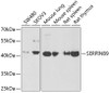 Western blot analysis of extracts of various cell lines using SERPINB9 Polyclonal Antibody at dilution of 1:1000.