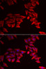 Immunofluorescence analysis of HeLa cells using SFRP4 Polyclonal Antibody