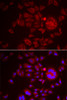 Immunofluorescence analysis of HeLa cells using SPINT1 Polyclonal Antibody