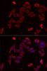Immunofluorescence analysis of MCF7 cells using PDHX Polyclonal Antibody