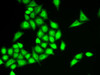 Immunofluorescence analysis of U2OS cells using RNF40 Polyclonal Antibody