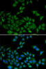 Immunofluorescence analysis of HeLa cells using DIDO1 Polyclonal Antibody
