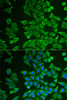 Immunofluorescence analysis of U2OS cells using DDAH2 Polyclonal Antibody