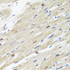 Immunohistochemistry of paraffin-embedded Rat heart using ACSS2 Polyclonal Antibody at dilution of  1:100 (40x lens).
