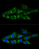 Confocal immunofluorescence analysis of NIH-3T3 cells using ACSS2 Polyclonal Antibody at dilution of  1:200. Blue: DAPI for nuclear staining.