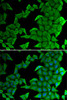 Immunofluorescence analysis of U2OS cells using SMYD2 Polyclonal Antibody