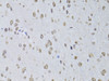 Immunohistochemistry of paraffin-embedded Rat brain using LMNB2 Polyclonal Antibody at dilution of  1:100 (40x lens).