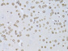 Immunohistochemistry of paraffin-embedded Mouse brain using LMNB2 Polyclonal Antibody at dilution of  1:100 (40x lens).