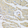 Immunohistochemistry of paraffin-embedded Mouse heart using UCN2 Polyclonal Antibody at dilution of  1:100 (40x lens).
