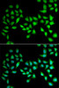 Immunofluorescence analysis of U2OS cells using UCN2 Polyclonal Antibody