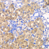 Immunohistochemistry of paraffin-embedded Rat kidney using HPD Polyclonal Antibody at dilution of  1:100 (40x lens).