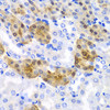 Immunohistochemistry of paraffin-embedded Mouse kidney using HPD Polyclonal Antibody at dilution of  1:100 (40x lens).
