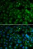 Immunofluorescence analysis of U2OS cells using HPD Polyclonal Antibody