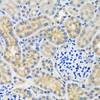 Immunohistochemistry of paraffin-embedded Mouse kidney using ANTXR2 Polyclonal Antibody at dilution of  1:100 (40x lens).