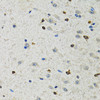 Immunohistochemistry of paraffin-embedded Rat brain using BHLHE40 Polyclonal Antibody at dilution of  1:100 (40x lens).