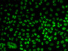 Immunofluorescence analysis of U2OS cells using BUB3 Polyclonal Antibody